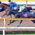 【菊花賞・調教総括】３冠狙うロブチェンが最高評価！しなやかな動きはまるで“ヒョウ”　輸送クリアすれば面白そうなのは…