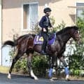 【菊花賞】４連覇を狙うルメール騎手と初コンビのダノンヒストリーは５枠１０番　堀調教師「全く問題のない状態です」