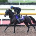 【菊花賞・金曜気配】日本ダービー３着のバステールは順調に調整　斉藤崇調教師「前走より少し減るけど…」