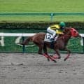 【東京4R新馬戦結果】ナダル産駒ヘイヴァイタヒチが抜け出し快勝