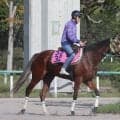 土曜東京競馬場の注目激走馬…東京１１Ｒアルテミスステークス・Ｇ３