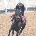 【アルテミスＳ】ルメール騎手が大まくり！　血統馬プルヴィナルが無傷２連勝で重賞初制覇　