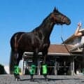 【菊花賞】ロブチェン　史上９頭目の牡馬クラシック３冠へ「この距離はもってこい」と房野助手　道悪も「マイナスにはならない」