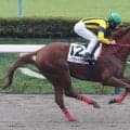 【新馬戦】ヘイヴァイタヒチ　まさに横綱相撲だ！３馬身半差デビューＶ　西村淳も納得「厩舎の自信通りの結果出せた」
