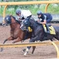 【２５日の注目・東京１１Ｒ】Ｊｐｎ３を制したリュウノフライトが移籍初戦　ＪＲＡという新天地で華麗に飛び立てるか
