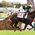 【東京６Ｒ】操作性の良さ生かしたミストヴェールがデビュー勝ち　三浦皇成騎手「人に対して従順」