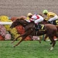 【京都９Ｒ・萩Ｓ】レコードホルダーのイッペイが鮮やか２連勝　浜中俊騎手「雨がすぐにやんだのも良かった」
