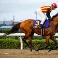 【先週のJRA抹消馬】フェブラリーS連覇のコスタノヴァ、パクスロマーナなど