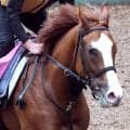 【ファンタジーＳ】フェリチタが無傷３連勝＆重賞連勝へ　鈴木孝調教師は「どんな競馬でもできる」と自信あり