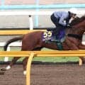 【天皇賞・秋】シェイクユアハートが古川吉洋騎手を背に鋭伸　「いつも通りちゃんと上がってきた」