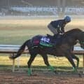 【ＢＣマイル】ルガルが泉谷楓真騎手を背にダートコースで軽快　「ゴール板を過ぎてからもしっかりペースを落とさずに」