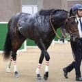 【注目馬動向】東京スポーツ杯２歳Ｓのダノンダックスの鞍上は引き続きルメール騎手　リバティアイランド半弟の３・１億円馬