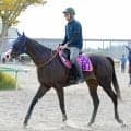 【ＰＯＧ】イクイノックスの全妹エクアトーレをトレーナー絶賛　田中博調教師「最上級の馬ですね」