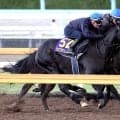 【天皇賞・秋】クロワデュノールと昨秋以来２度目の手綱　Ｃデムーロ騎手が高評価「世界的に見てもいいポテンシャルを持っている」