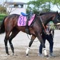 【ＰＯＧ】半姉に重賞勝ち馬がいるコールセレストは指揮官が素質を絶賛　武井亮調教師「すごくいいですね」
