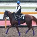 【ＰＯＧ】今週デビューのアドマイヤキングスは厩舎ゆかりの楽しみな良血馬　友道調教師「体はクワッズの方が…」