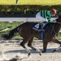 【オキザリス賞】ナダル産駒ワンスフォーユーが無傷2連勝！珍名馬イトウカカリチョウは9着