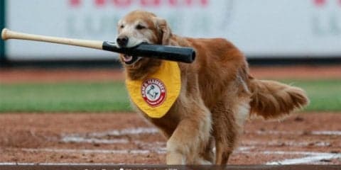 【MLB】米マイナーで人気博した“バット犬”急逝　球団GM「計り知れなく大きい存在」