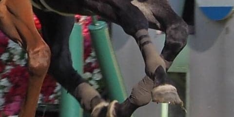 【安田記念】アエロリットまたしても落鉄！惜しい2着