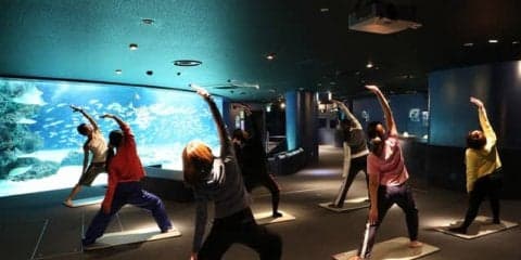 水族館と展望台でヨガ体験！女性限定のヨガレッスン開催