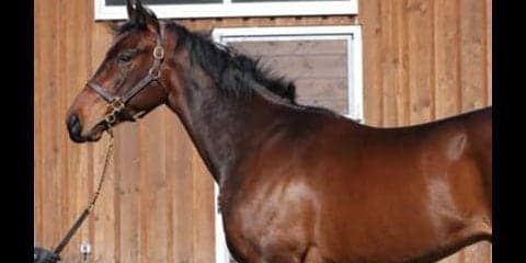 ２億8000万円のサトノソロモンは「短所がないのが、最大の長所」