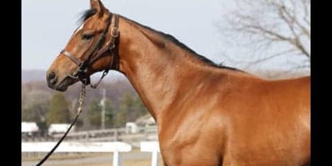 兄サトノダイヤモンドとはひと味違う、サトノジェネシスの重厚な特質
