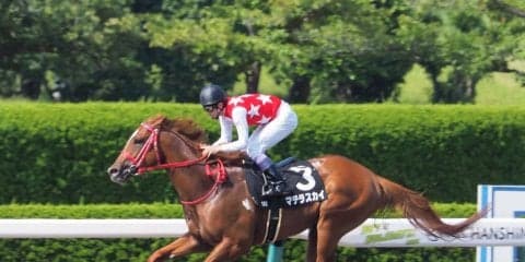 【JBCスプリント】枠順と見どころ  マテラスカイは3枠5番
