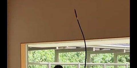 リーグ戦開幕　初戦は法大に敗北
