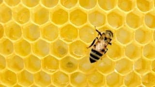 マヌカハニーはここが凄い！ 通常のはちみつとの違いとは？