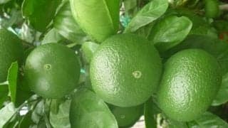 幻の果実「じゃばら」とは！？