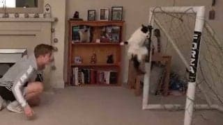 日本代表にも欲しい　猫GKの神セーブ連発が1000万再生大反響「この猫は次元が違う」