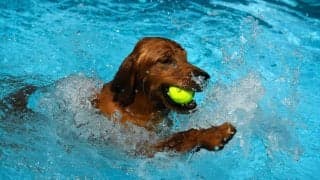 米テニス大会で珍事 犬が吠えプレー中断！しかし真犯人はカメラと別のところに