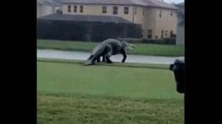   米ゴルフコースで衝撃映像　徘徊する超巨大ワニにSNS騒然「こんなの見たら気絶だ！」