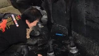 【装蹄師・西内荘コラム】新しい装蹄所の下見