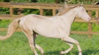 世界に約3000頭しかいない“黄金の馬”!? アハルテケSの「アハルテケ」について深堀り