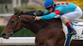 半姉はオークス馬のミッキークイーン ニュージーズがルメール騎手で必勝態勢だ