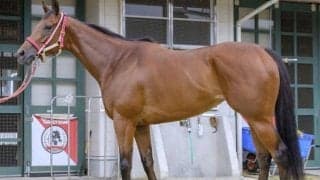 「千直巧者の馬体」を持つ新星 状態面も申し分なくアイビスSDで重賞初制覇へ