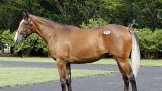 最高額は先週新馬戦レコードVキングスコールの半妹で8000万円 セレクションセール2日目