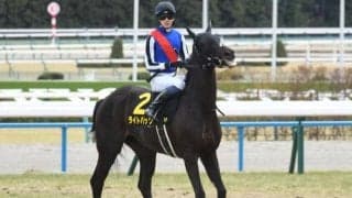 【新潟記念】ライトバック、キングズパレスらが登録