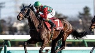 【セントライト記念枠順確定】コスモキュランダは5枠8番、スティンガーグラスは7枠12番