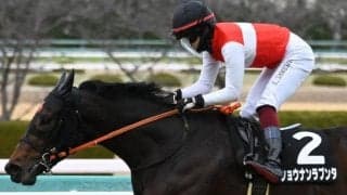 【神戸新聞杯展望】菊花賞への最重要ステップ、条件全てクリアするショウナンラプンタを信頼