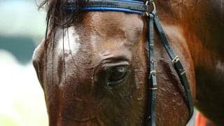 【神戸新聞杯／穴ライズ】「戦績×馬場」で期待値大幅上昇　想定“6人気”前後が放つ大逆転の一撃