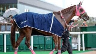 【シリウスS枠順確定】オメガギネスは2枠2番、ハピは8枠15番