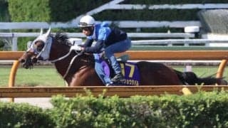 メイショウタバルなど、菊花賞1週前追い切り速報/栗東トレセンニュース