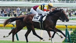 【新馬/東京6R】ビッグアーサー産駒 コルチェスターがデビュー勝ち