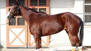 「ド迫力のお尻をご覧ください」“秋馬”がマイルCS連覇へ仕上がり良好