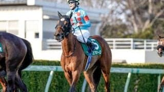 【ターコイズS想定馬・騎手】ミアネーロ、イフェイオンなど18頭