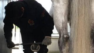 【装蹄師・西内荘コラム】亜脱臼だと思っていたら…骨折