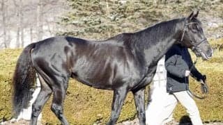 新種牡馬ステラヴェローチェなど 2025年JBBA種牡馬展示会が開催
