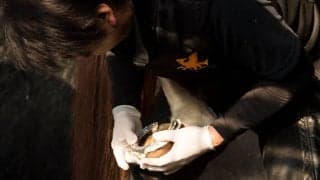 【装蹄師・西内荘コラム】ドバイ遠征馬の装蹄